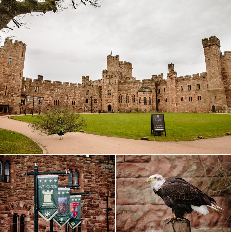 Peckforton Castle grounds and birds of prey