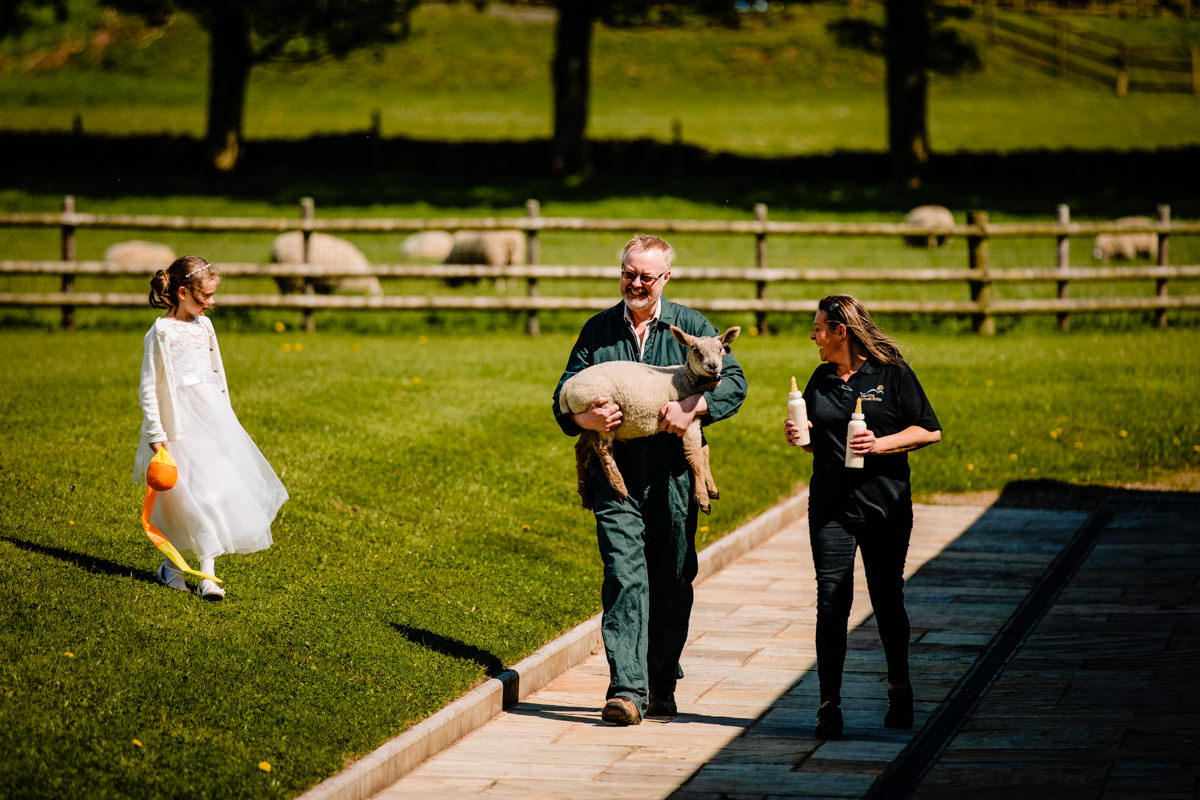 Lambs at Heaton House Farm