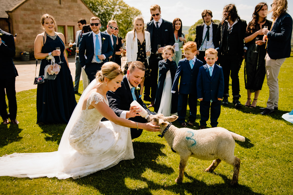 Bride feeding the newborn lambs