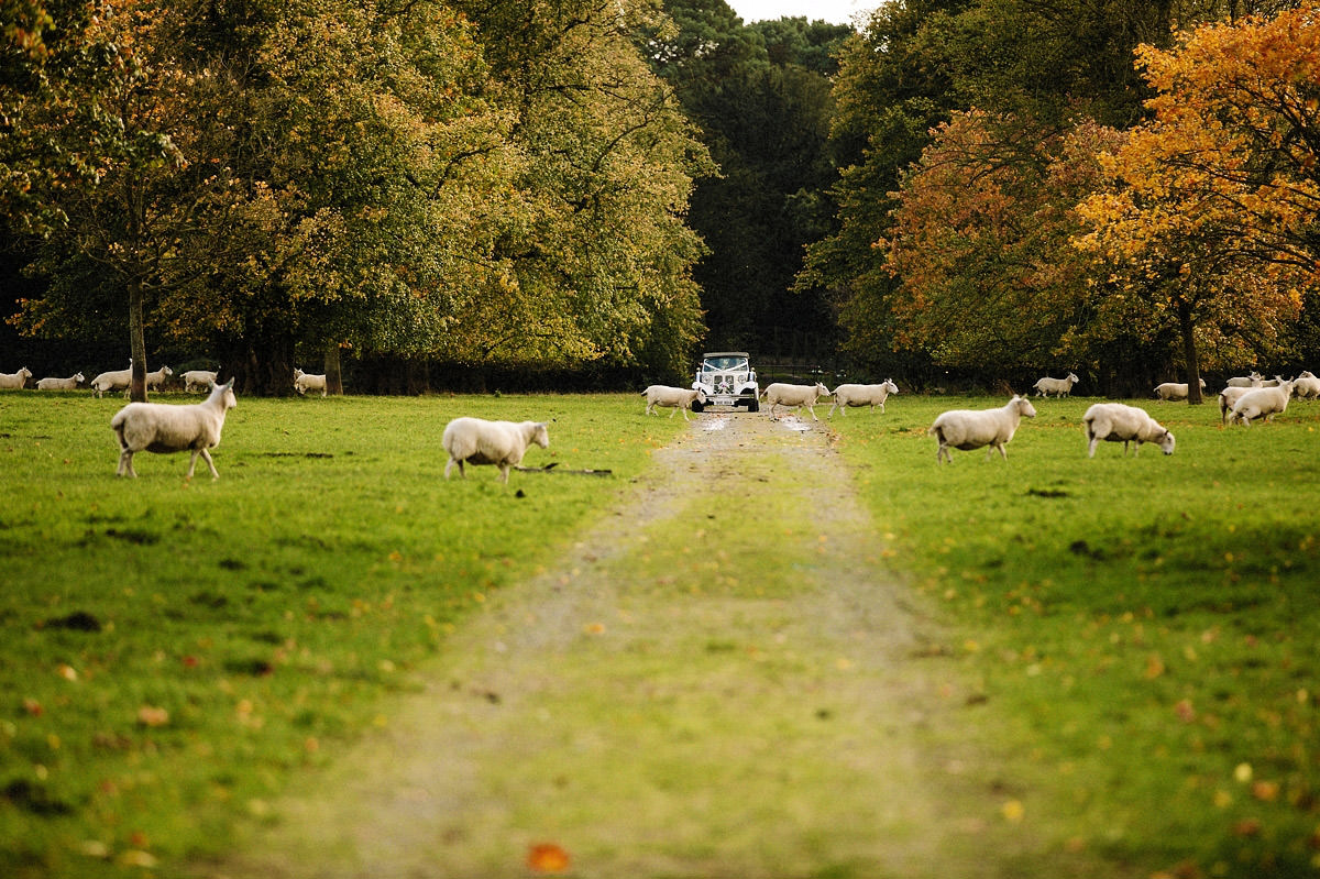 Wedding car arriving at Arley Hall past the sheep in the field